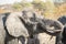 African Elephant Drinks at a Water Hole