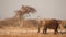 African elephant in the dust