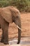 African Elephant Dusty