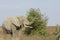 African elephant eating from Acacia