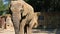 African elephant eating, close up, front view