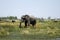 African Elephant eating minerals