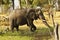 African Elephant eating minerals