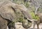 African Elephant eats Branches from an Acacia Tree