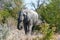 African Elephant emerging from the bushes.