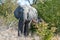 African Elephant emerging from the bushes.