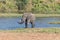 African Elephant emerging from the Letaba River