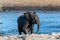 An African Elephant Emerging from a Waterhole