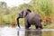 African Elephant enjoying a paddle
