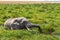 African elephant escapes from midges in the swamp. Amboseli, Kenya