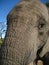 African Elephant face trunk very close up