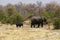 African elephant family