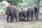 African elephant family in a dust bath