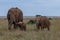 African elephant family on the grasslands of the Masai Mara, Kenya