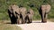 African Elephant Family Herd