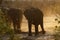 African elephant family interaction