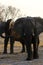 African elephant family interaction