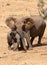 African Elephant family in South Africa