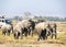African elephant family in the wild