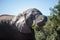 African Elephant Feeding