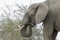 African elephant feeding on acacia