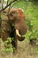 African Elephant feeding on Mopani