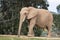 African elephant, female walking, trees in background, large ears, calm peaceful powerful animal