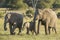 African Elephant females and baby (Loxodonta africana) walking a