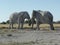 African elephant fight