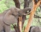 African Elephant Foraging