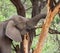 African Elephant Foraging