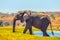 African elephant fording the river