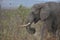 African Elephant four strolling.