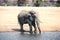 An African Elephant Getting a Drink in Namibia - Etosha National Park