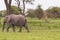 African Elephant and a Giraffe in the Serengeti