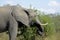 African elephant grabbing some leaves with his mouth