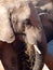 African elephant grazing.