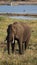African elephant grazing at river in Chobe National Park