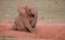 African Elephant having a scratch in a sandy ditch