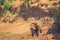 African elephant having a spa treatment at a waterhole