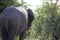 AFRICAN ELEPHANT HEADING FOR THE BUSHES