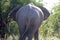 AFRICAN ELEPHANT HEADING INTO GREEN BUSHES