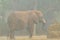 African Elephant In Heavy Rain