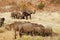 African Elephant herd