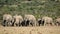 African elephant herd