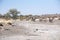 African Elephant Herd Crosses a Dry River Bed in Africa