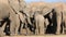 African elephant herd drinking