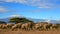 African Elephant Herd Kilimanjaro Mountain Tanzania