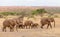 African Elephant herd in the Tarangire