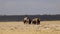 African Elephant Herd Walking in Heat Haze